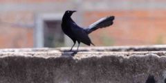 Quiscalus mexicanus
