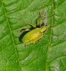 Polydrusus formosus