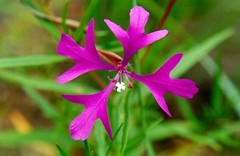 Clarkia pulchella