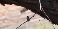 Trochilidae
