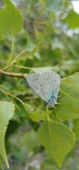 Iolana iolas