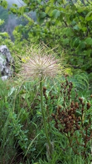 Pulsatilla halleri styriaca