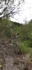 Megistopus flavicornis