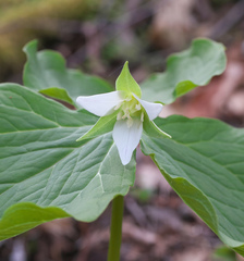 Trillium tschonoskii