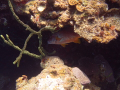 Lutjanus cyanopterus