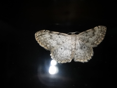 Idaea camparia