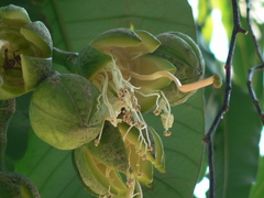 Duabanga grandiflora