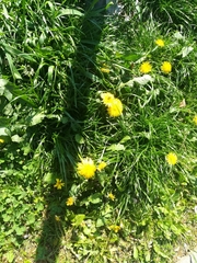 Taraxacum officinale