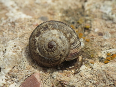 Xerosecta