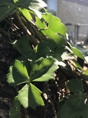 Cissus trifoliata