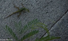 Anolis roquet salinei