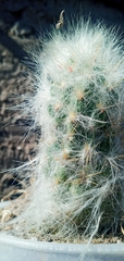 Oreocereus trollii