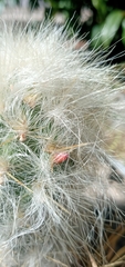 Oreocereus trollii