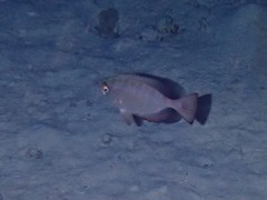 Heteropriacanthus cruentatus