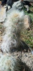 Oreocereus trollii