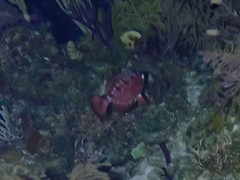 Heteropriacanthus cruentatus