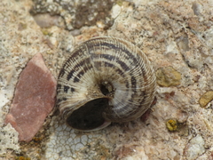 Xerosecta