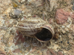 Xerosecta