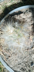 Oreocereus trollii