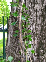 Populus