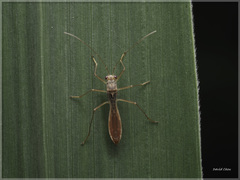 Phaenacantha marcida