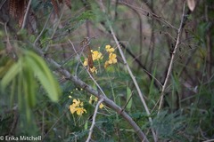Caesalpinia pulcherrima flava