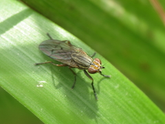Pherbellia cinerella