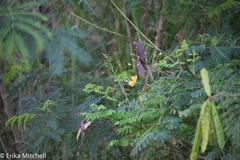 Caesalpinia pulcherrima flava