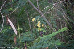Caesalpinia pulcherrima flava