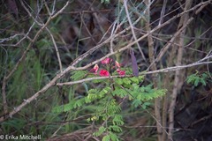 Caesalpinia pulcherrima flava