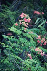 Caesalpinia pulcherrima flava