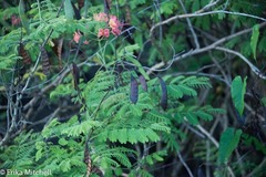 Caesalpinia pulcherrima flava