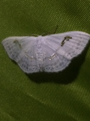 Problepsis digammata