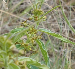 Vincetoxicum schmalhausenii