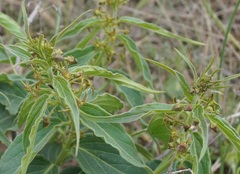 Vincetoxicum schmalhausenii