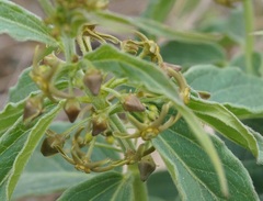 Vincetoxicum schmalhausenii