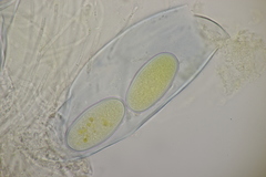 Ascobolus immersus