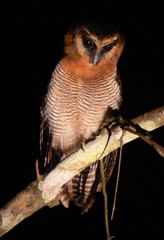 Strix leptogrammica