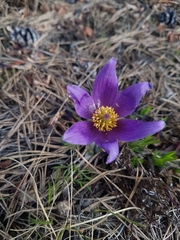 Pulsatilla vulgaris