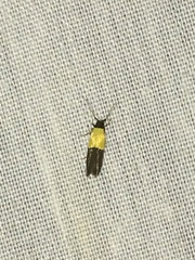 Opogona dimidiatella