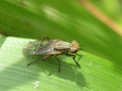 Pherbellia cinerella