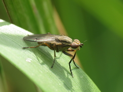 Pherbellia cinerella