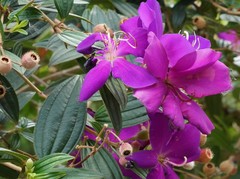 Pleroma semidecandrum