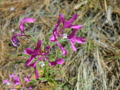 Clarkia pulchella