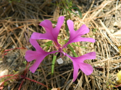 Clarkia pulchella