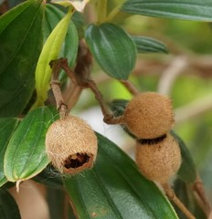 Pleroma semidecandrum