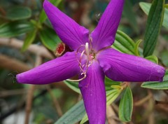 Pleroma semidecandrum