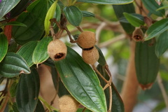 Pleroma semidecandrum