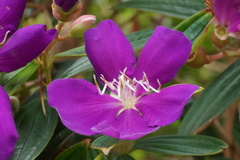 Pleroma semidecandrum