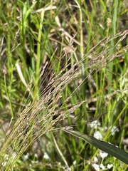 Agrostis hyemalis